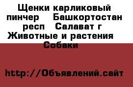 Щенки карликовый пинчер  - Башкортостан респ., Салават г. Животные и растения » Собаки   